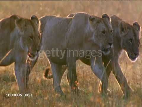 Baby Einstein Stock Footage Lioness Walking
