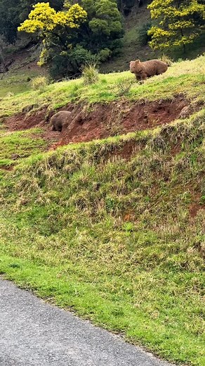 3.5K reactions · 109 shares | Wombat thoughts… #kangaroovalley #wombat #holidayrental | Kangaroo Valley Getaways | Facebook