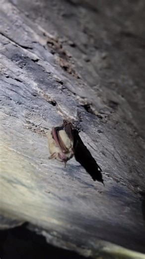 Education about bats is key here at Old Tunnel. May-October we try to provide the history of the park and updated information about the bats that call it home during our emergence programs. But education is just part of what it takes to help our little friends. Ongoing research helps us understand changes that are constantly happening, and helps us provide the best information to the public. Our little friends need help year round, not just when we see them flying around during summer. Texas Par