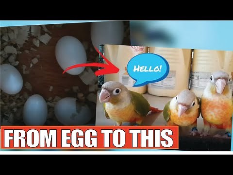 GREEN CHEEK CONURE GROWTH STAGES | FROM EGG TO 60 DAYS OLD | DAY BY DAY TIMELAPSE