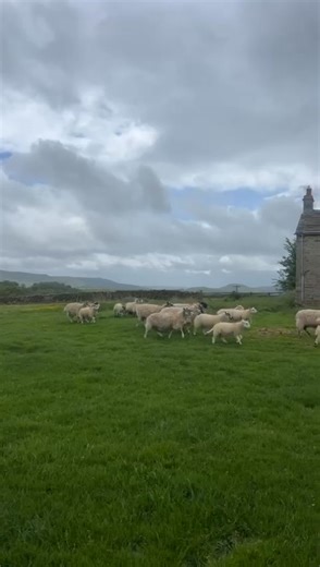 1.9K views |  Sheep spotlight - ahead of this weekends weekly sheep and lamb sale  from BLUE HILLS BEEF This weekend : ▪️2 goats, 304 sheep and lamb outfits, 18 gimmer hoggs. ▪️Cast sheep and prime Lambs and Hoggs all wanted. Catalogue online www.gisburnauctions.com/Catalogues #sheep #sheepforsale | Gisburn Auction Mart | Facebook