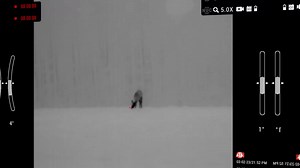 While patiently waiting for coyotes on a night stand, it can be surprising and captivating to instead encounter deer. Nonetheless, the ThOR LTV provides a remarkable opportunity to observe these beautiful creatures in the darkness, adding an extra element of excitement to your hunting experience. Gene Wisnewski #ATN #atn #atncorp #atnscopes #atncorp #atnscope #atnoptics #atnreferbished #smartscope #scope #atnthermalscope #thermalscope #thermalscopes #thermalriflescope #atnthermal #thermalhunting