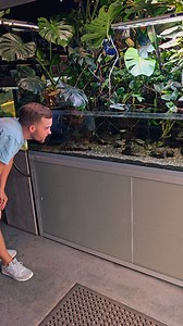 4.1K views · 3K reactions | This open top paludarium style aquarium was super cool! And check out the resident chameleon watching over us, in amoungst the pothos and monstera. Full shop tour on @the_fish_den_aquatics coming this Sunday on YouTube. #aquarium #pond #aquariumhobby #plants #aquascape #aquariummaintenance #aquascape #fish #fishtank #fishkeeping #aquatic #aquariums #ponds #aquaticelements #reef #reeftank #tropicalfish #tropicalaquarium | Aquatic Elements | Facebook