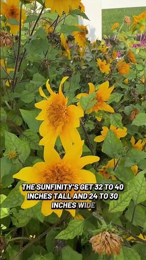 A Sunflower That Never Stops Blooming