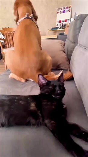 Funny Cat Moments That Will Make You Laugh