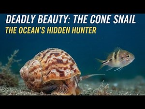 Meet the Cone Snail: Ocean’s Secret Killer