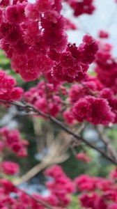 A day well spent with family @Juguang Environmental Park Zhongli 莒光公園#family #familytime #cherryblossom | Ynes Chuang