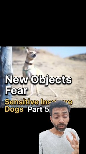 4K views · 43 reactions | What to do when the dog gets afraid? Don't get worried. Your dog can sense your emotions. Feel calmness and confidence. And most importantly learn dog psychology. | Oh My Dog | Facebook