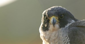 Arizona PBS Previews:NOVA : 4517