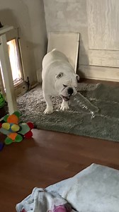 19K views · 4K reactions | The daddy saved a giant plastic bottle for the Weed and she saw the mommy washing it out. She kept her eye on that bottle from that moment on. Then I set it on the stove and started to video before I gave it to her. She is such a character and makes me laugh like crazy. You can’t help but smile when you watch this. She’s definitely our little clown! Oh Augie & Gigi… | Augie Doggy’s Place | Facebook