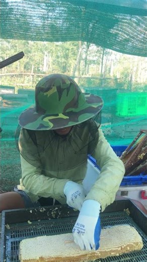 Pure Honey Flow 🍯 | Harvesting Raw Honey Straight from Hive