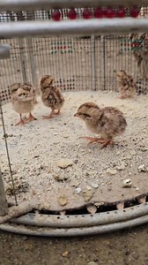Happy grey Partridge Chicks | #Partridge ##greypartridges #birdslover | Birds Lover