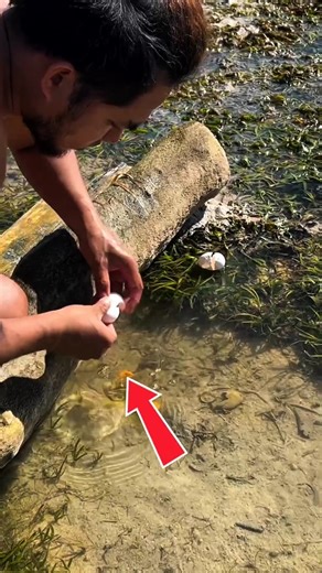 Secret Method to Catch Big Cuttlefish, Unbelievable Cuttlefish Catch