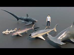Shark Size Comparison – Great White vs Megalodon