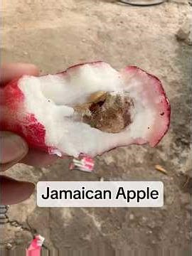 Jamaican Apple Plant Benefits #applebenefits #hairgrowthjourney #haircarejourney #nutritionaltips
