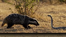 Explore this documentary filled with fun facts about the honey badger, an animal famous for its fearless nature and impressive escape tricks. This original video was produced by Network Media, LLC and Eric B. | Artfully Imagined | Facebook