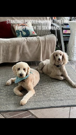 Orange Coast Poodles OC on TikTok