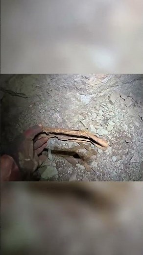 Finding Old Dynamite In A Mine! #abandonedmine #mineexploration #abandonedplaces