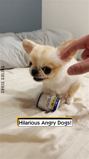 4.9K views · 19 reactions | Hilarious Angry Dogs! | Craig Golias - Bodybuilder & Model | Facebook