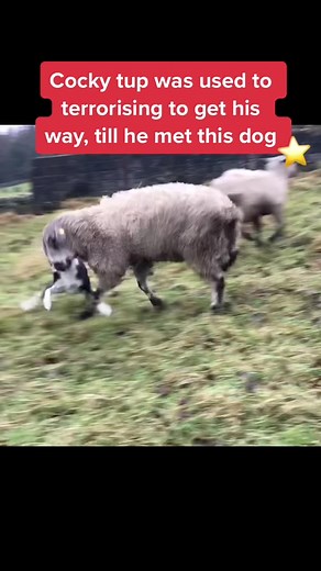 Newly purchased tup was a nightmare to handle and attacked people, the dogs took on the task of teaching him manners 🔥 #workingsheepdog #agrilife #farmlife #womeninagruculture #shepherdess #farmdrama #sheepdogsoftiktok #fyp #fypシ