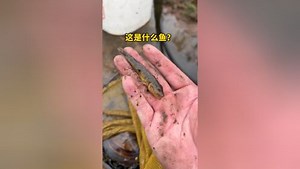 农村日常_这是什么鱼