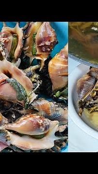 The best way to cook Spider Shell | Saang (Seafood recipe)