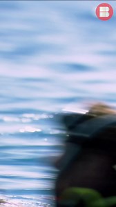 438K views · 1.3K reactions | Two divers stranded 20 miles of the coast comes face-to-face with a Hammerhead Shark! #IShouldntBeAlive | Banijay Documentaries | Facebook