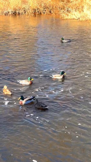 2.3K views · 42 reactions | Some serious duck hustling on the river!...