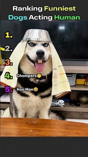 Ranking Funniest Dogs Acting Human🤣🐶