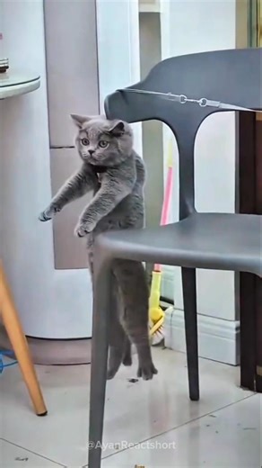 Funny Cat Falls 😂 Cats Failing in the Cutest Way 🐱 | Viral Shorts