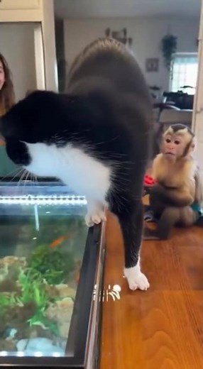 Monkey Blows Horn, Cat Jumps Into Aquarium! 😂🐒🐱 | Funny Animal Chaos