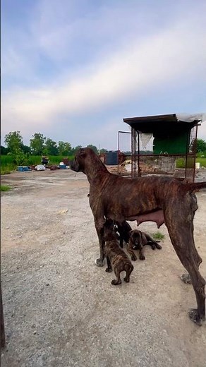 Fearless Guard Dogs on Duty | Ultimate Protection Instincts