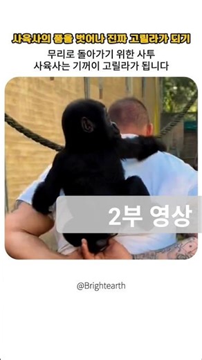 2부영상-사육사의 손을 떠나 이젠 고릴라가족속으로 가야해
