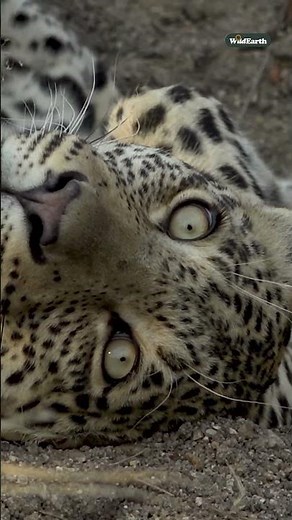 World-famous leopards of the Sabi Sand.