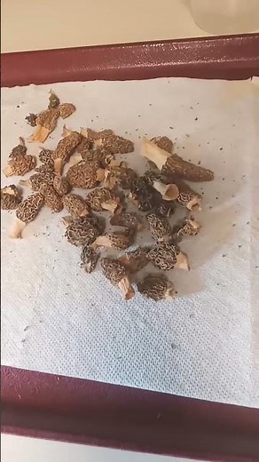 Dried Morel Mushrooms and how to Re-Hydrate Them