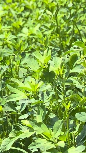 Standard Process on Instagram: "Seeing the farm through a practitioner’s lens brings our mission to life. During her visit to the Standard Process farm, Dr. Sarah Allen captured her experience in a short documentary to highlight the connection between organic farming and clinical impact. We were inspired by Dr. Allen’s insight and enthusiasm for our farm, so we thought we’d share this clip! 🎬 Don’t miss the full documentary on Dr. Allen’s YouTube channel, A Little Bit of Magic. (Link in 