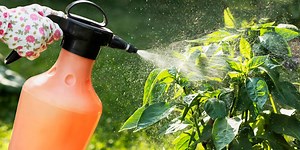 These Organic Weed Killers Are Safe to Use and Seriously Effective - AOL