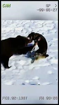 The bear is surrounded and relentlessly attacked by the pack of wolves. #wildanimals #animals #foryo