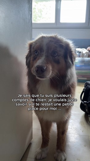 Apprenez à lire votre chien — conseils quotidiens avec Télia