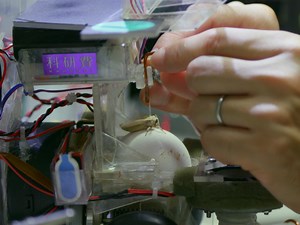 Insect-controlled Robot: A Mobile Robot Platform to Evaluate the Odor-tracking Capability of an Insect