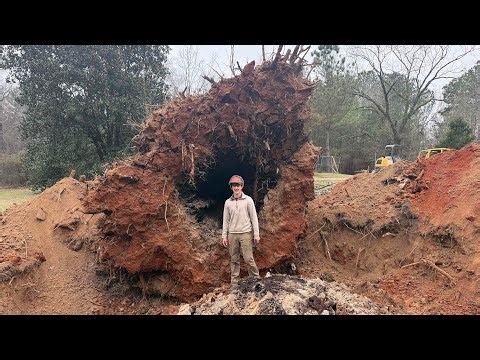 Massive post oak removal