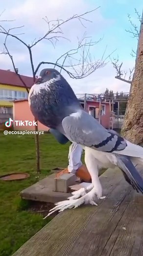 Meet the English Pouter 🪶 The English Pouter is a remarkable breed of pigeon known for its distinctively long and elegant appearance. Originating in England during the 18th century, these pigeons were selectively bred for their unique attributes, including an elongated neck, a high and proud chest, and an impressive ability to inflate their crops, creating a captivating display during courtship and territorial disputes. The English Pouter’s elongated body, combined with its graceful movements a