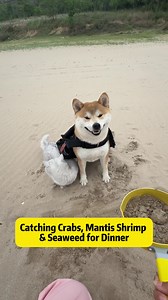 Foraging Beach Dinner: Catching Crabs, Mantis Shrimp & Seaweed