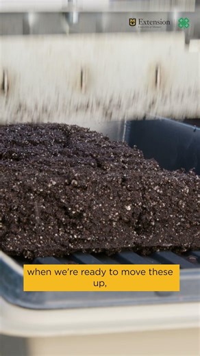 Transplant Your Soil Blocks