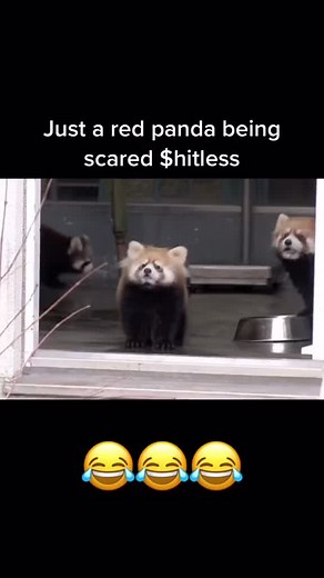 Red Panda Gets Jump Scared | Funny Animal Fail