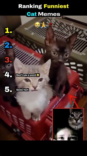 Ranking Funniest Cat Memes #CatMemes #FunnyCats #MemeCats #ViralCatMemes