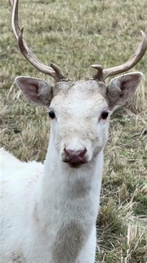 Quiet Forest Deer Hunt 🦌 | Ethical Hunting Practices