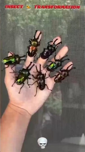 Insect 🐝🦋 Animal Transformation #trending #animals #cute #wildlife