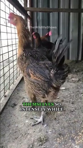 This Rooster Can Sing So Long It Passes Out