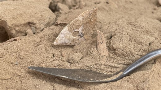 Významný objev českých vědců: Obyvatelé Arábie se v mladší době kamenné živili lovem žraloků - Novinky